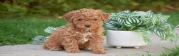 Miniature Poodle dogs for sale: Grace - Ad 4