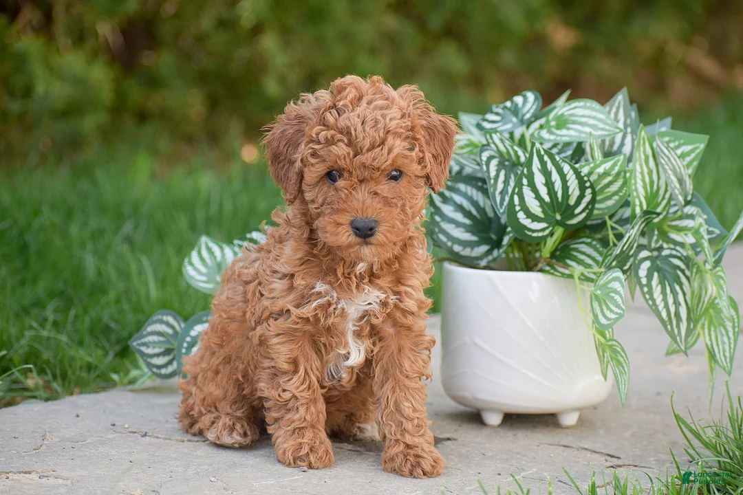 Miniature Poodle dogs for sale: Grace - Ad 4