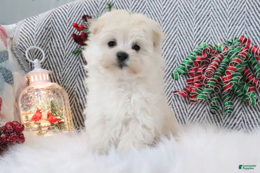 Pomapoo dogs for sale: Buddy - Ad 4