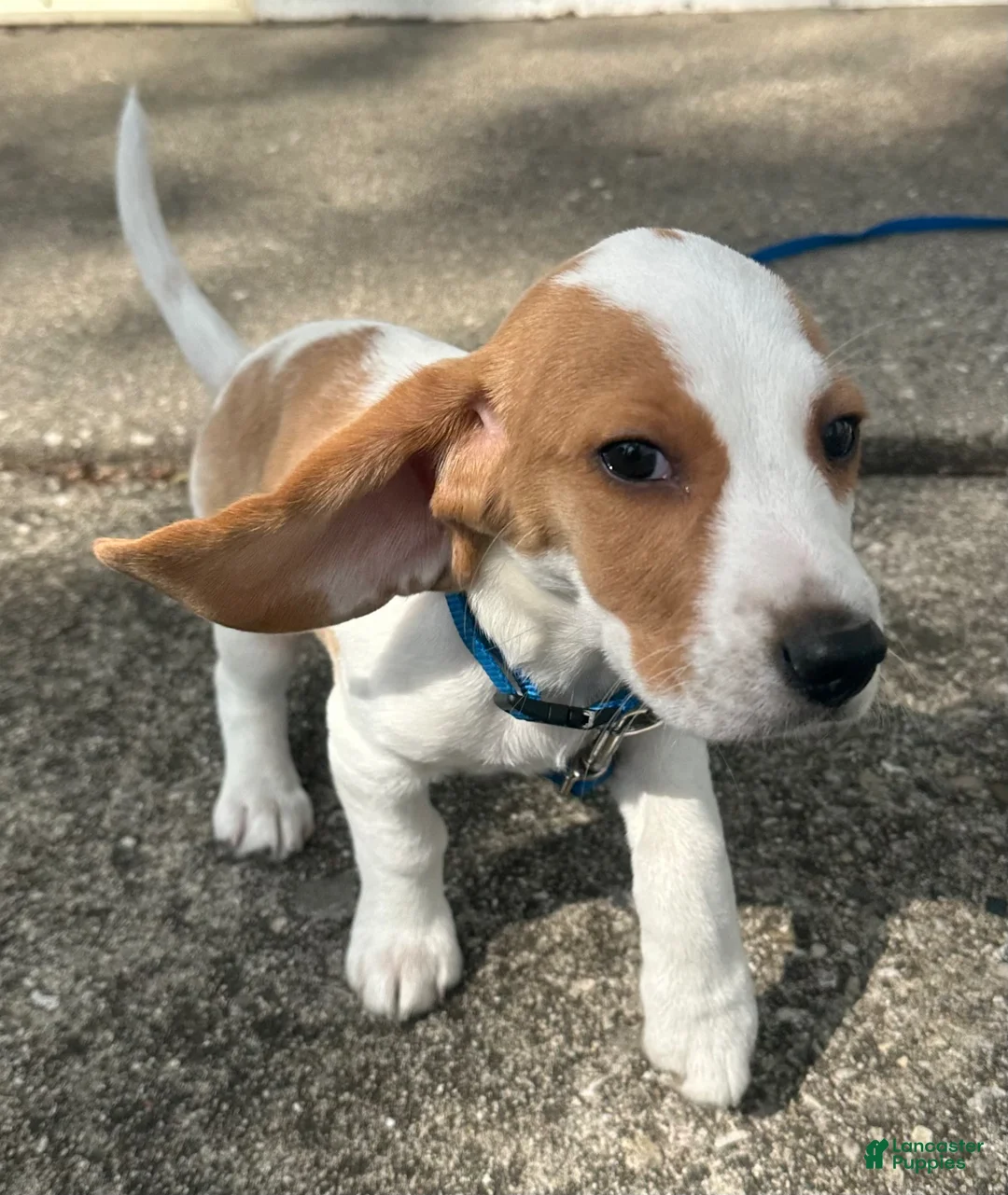 Beagle dogs for sale: Otis - Ad 2
