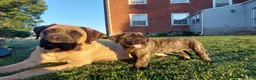 English Mastiff dogs for sale: Mike - Ad 5