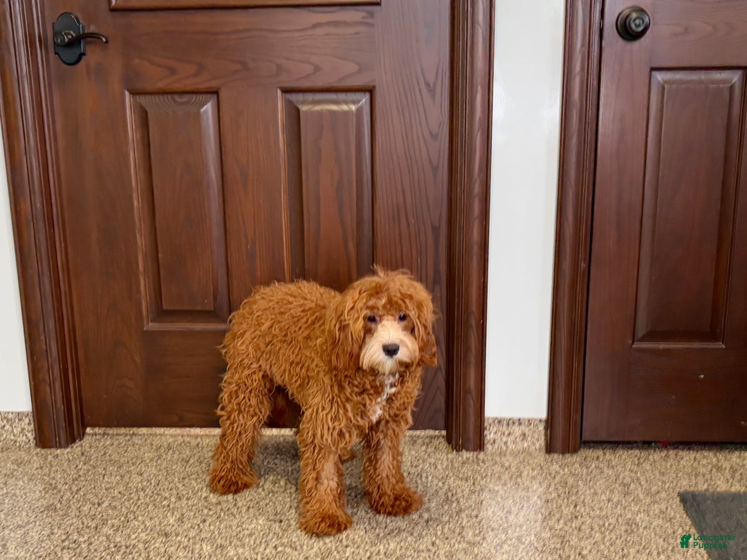 Cavapoo dogs for sale: Danny F1 - Ad 5