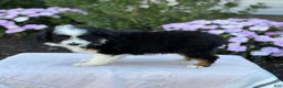 Miniature Australian Shepherd dogs for sale: Apple - Ad 10