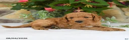 Mini Goldendoodle dogs for sale: Rusty - Ad 4