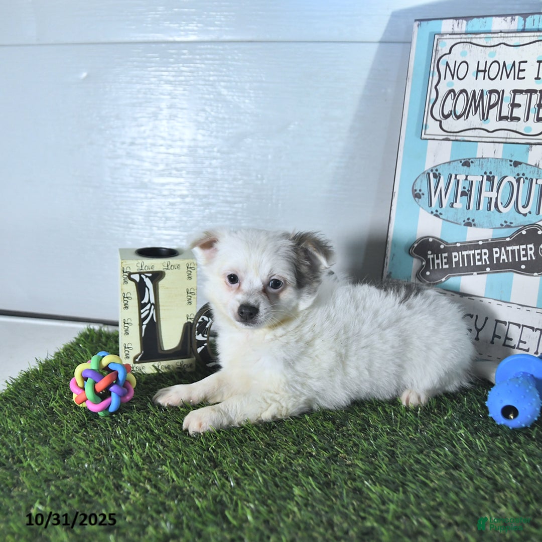 Chihuahua dogs for sale: Beau - Ad 14