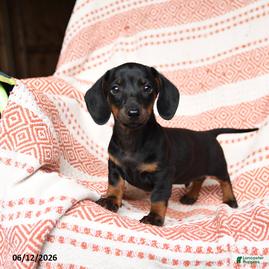 Miniature Dachshund dogs for sale: Mischief - Ad 1