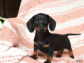 Miniature Dachshund dogs for sale: Mischief - Ad 1