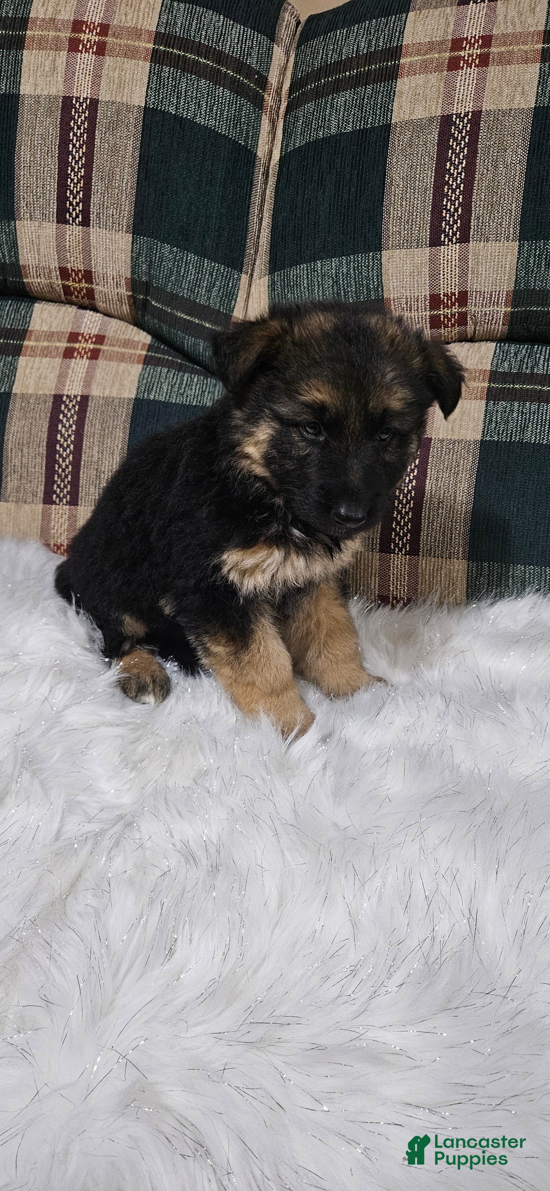 German Shepherd dogs for sale: Coco - Ad 4