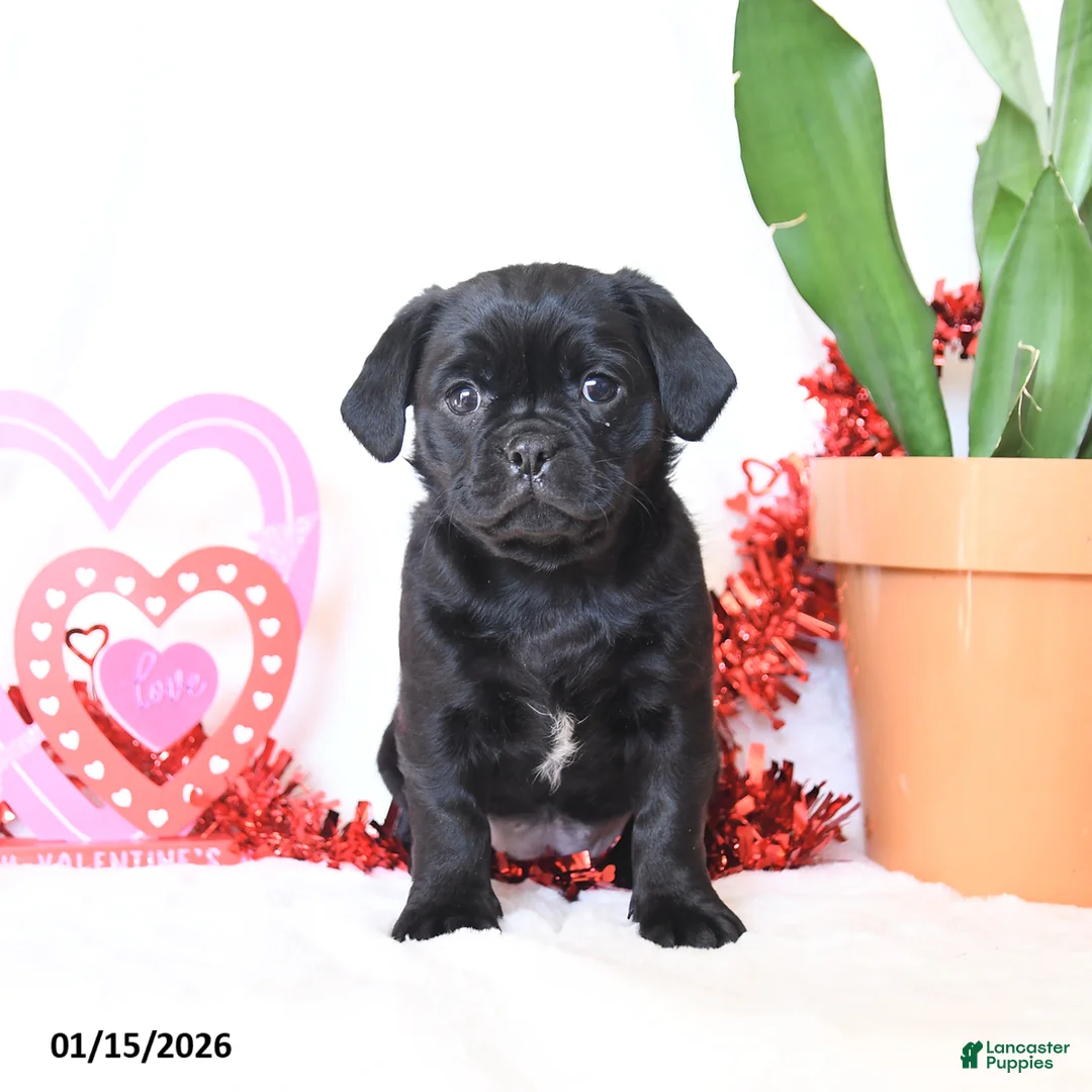 Mixed Breed dogs for sale: Midnight  - Ad 2