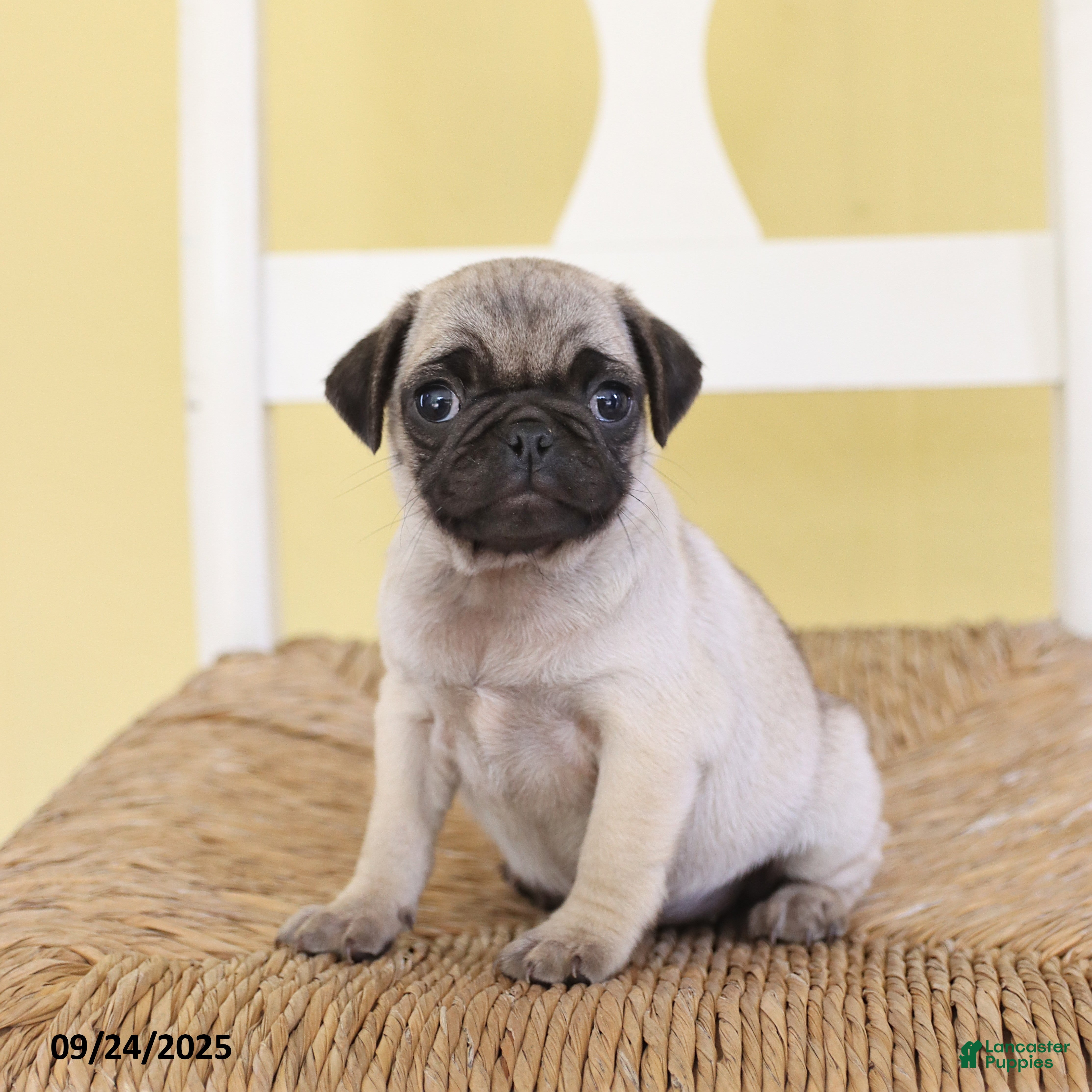 Pug dogs Tinkerbell - Ad 2