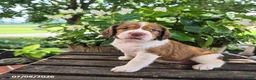 English Springer Spaniel dogs for sale: Willow - Ad 3