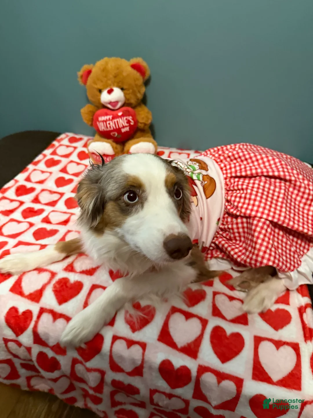 Miniature Australian Shepherd dogs for sale: John - Ad 12