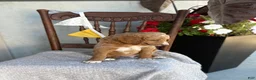 Goldendoodle dogs for sale: Chaser - Ad 13
