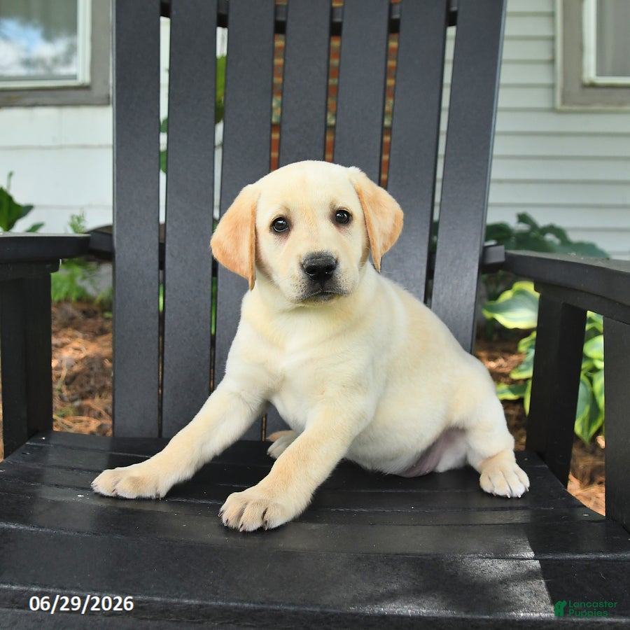 Labrador Retriever dogs Sparkle - Ad 2