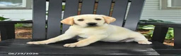 Labrador Retriever dogs for sale: Sparkle - Ad 2