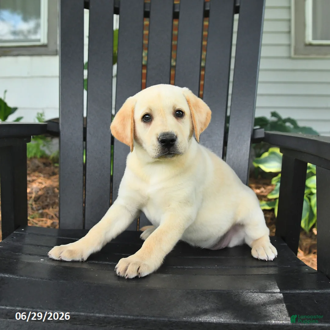 Labrador Retriever dogs for sale: Sparkle - Ad 2