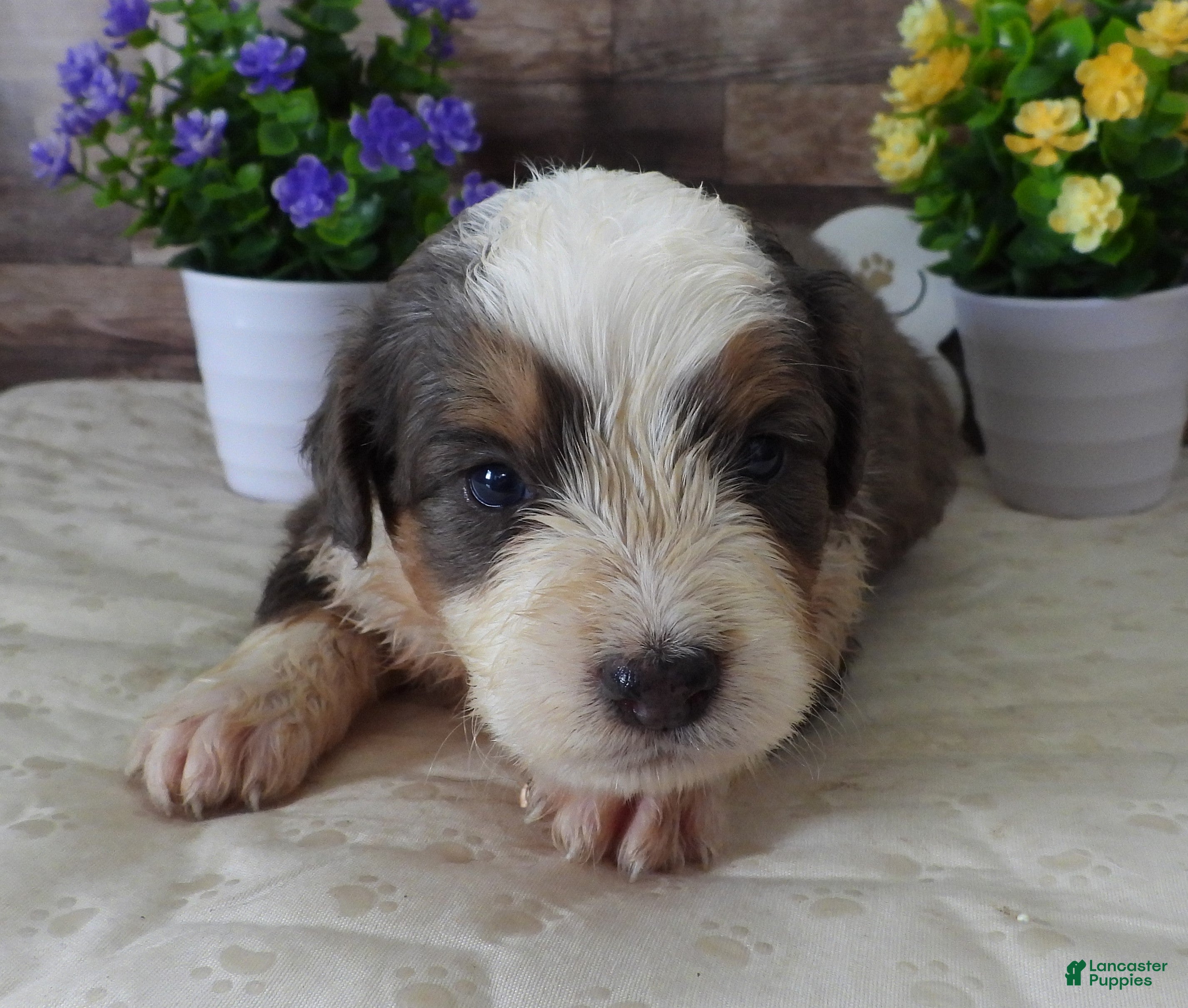 Mini Bernedoodle dogs #8 Male (Splash's) - Ad 24