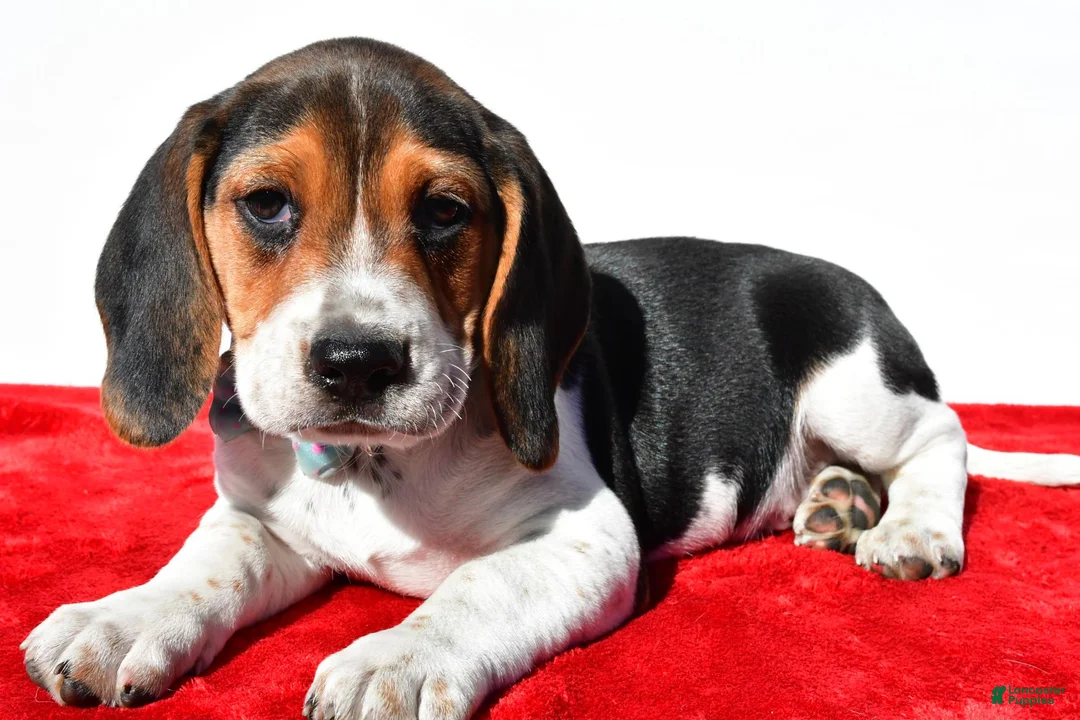 Beagle dogs for sale: Moose - Ad 2