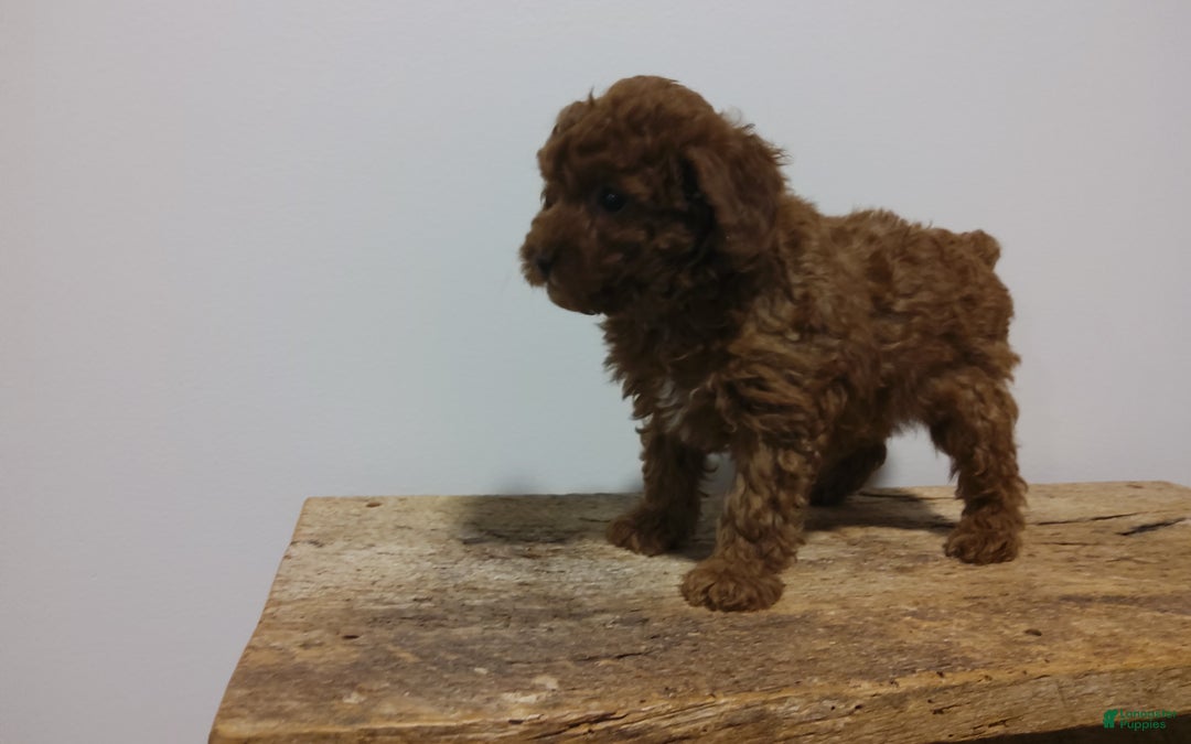 Miniature Poodle dogs for sale: Miniature Poodle Puppy 3 - Ad 6