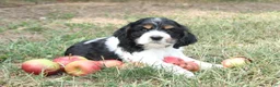 Cocker Spaniel dogs for sale: Cameron - Ad 3