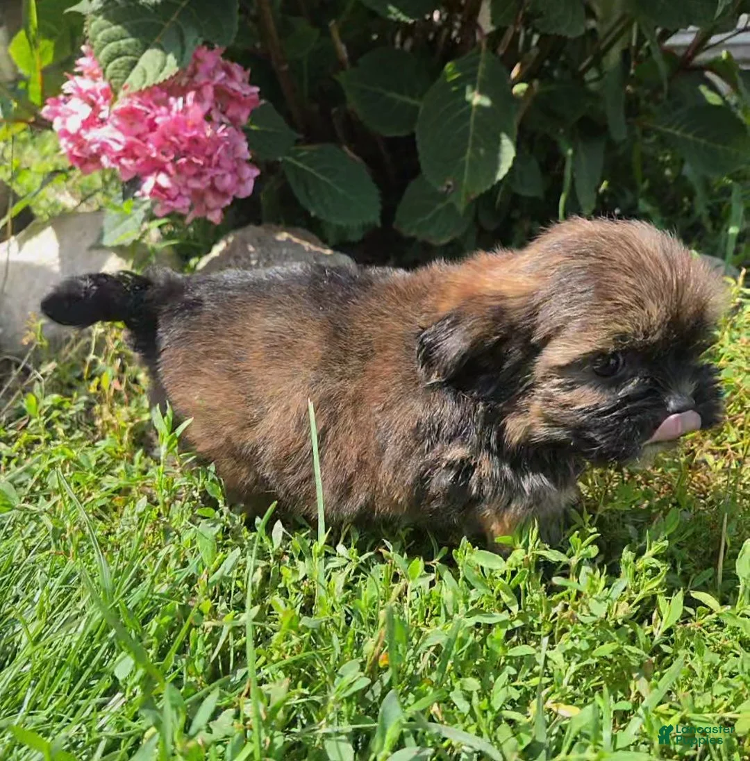 Shorkie dogs for sale: Tracy - Ad 2