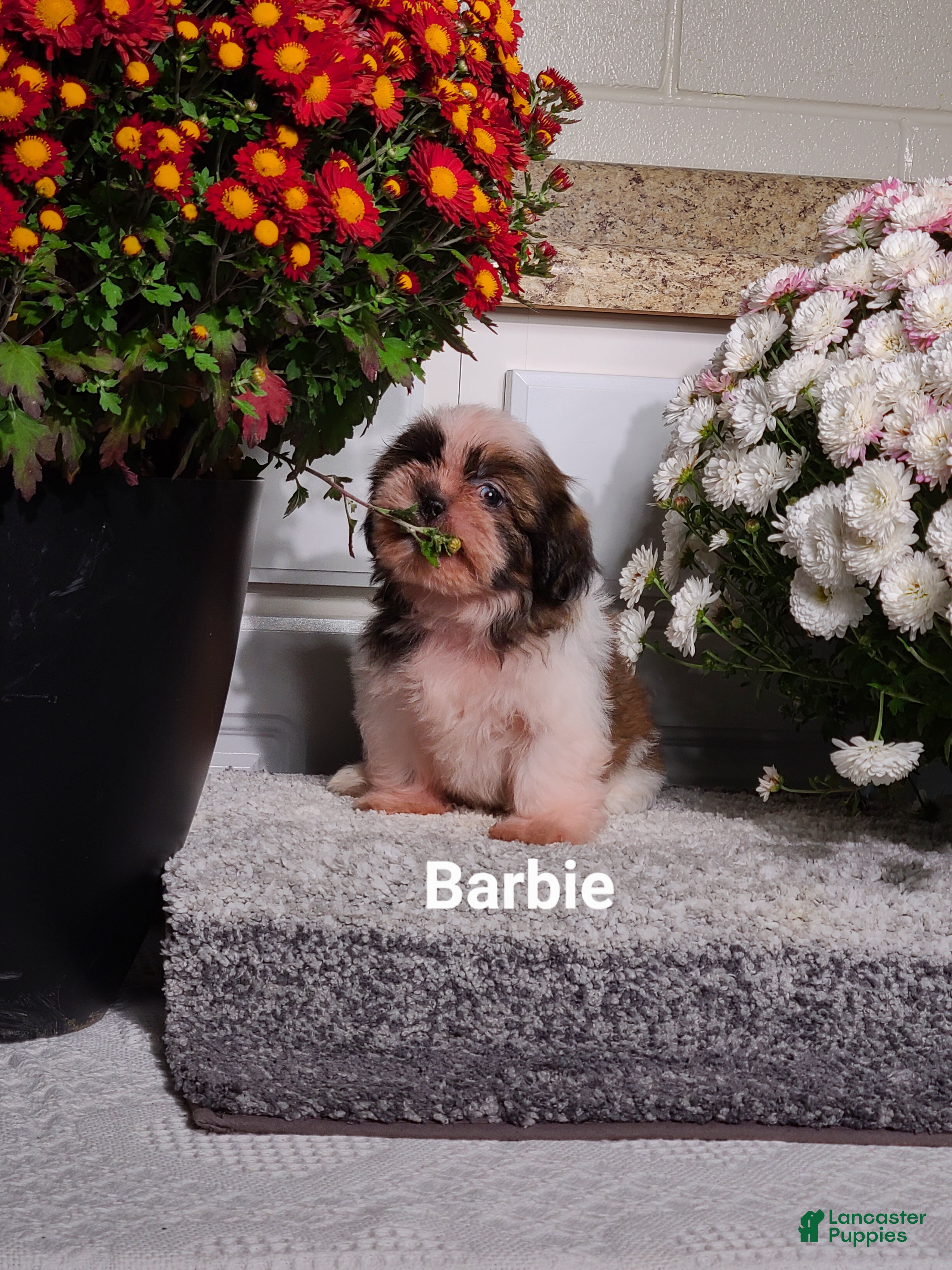 Shih Tzu dogs Barbie  - Ad 1