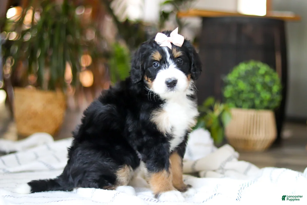 Bernedoodle dogs for sale: Paddie - Ad 4