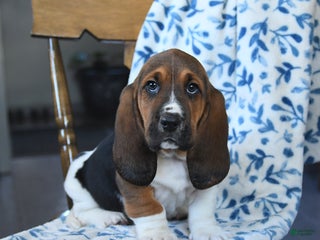 Basset Hound dogs Duke - Ad 9