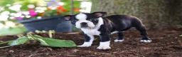 Boston Terrier dogs for sale: Missy - Ad 5