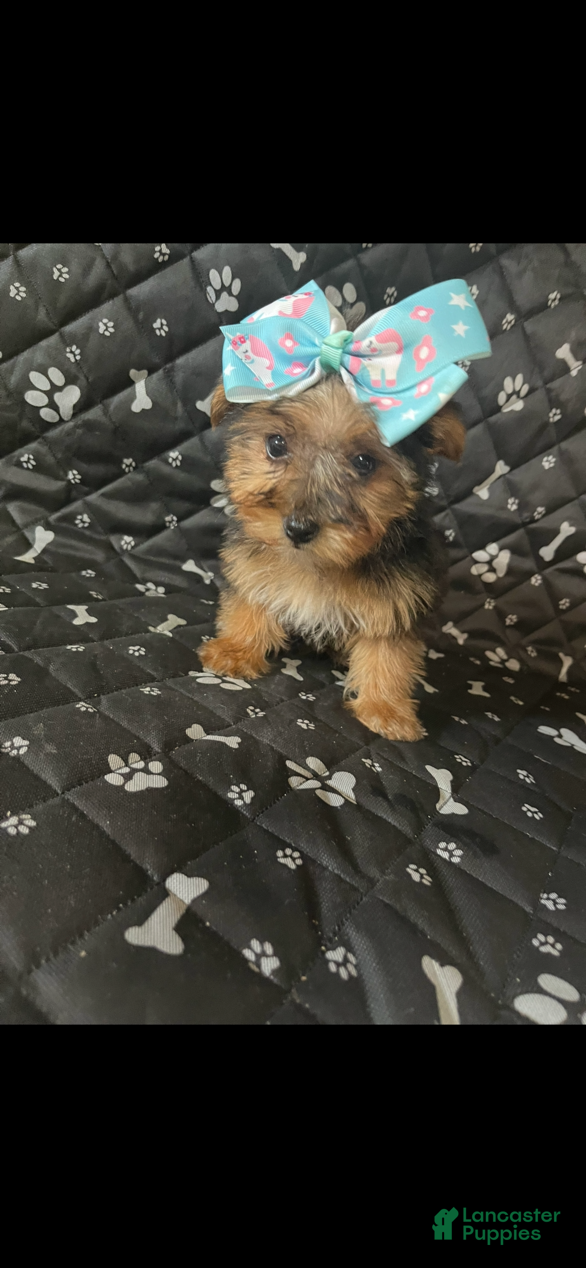 Yorkshire Terrier dogs Yorkshire Terrier Puppy 1 - Ad 19