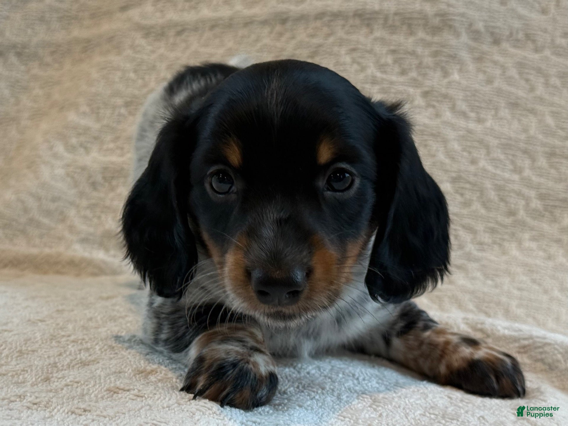 Miniature Dachshund dogs Asher - Ad 2