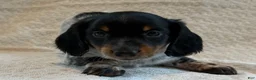 Miniature Dachshund dogs for sale: Asher - Ad 2