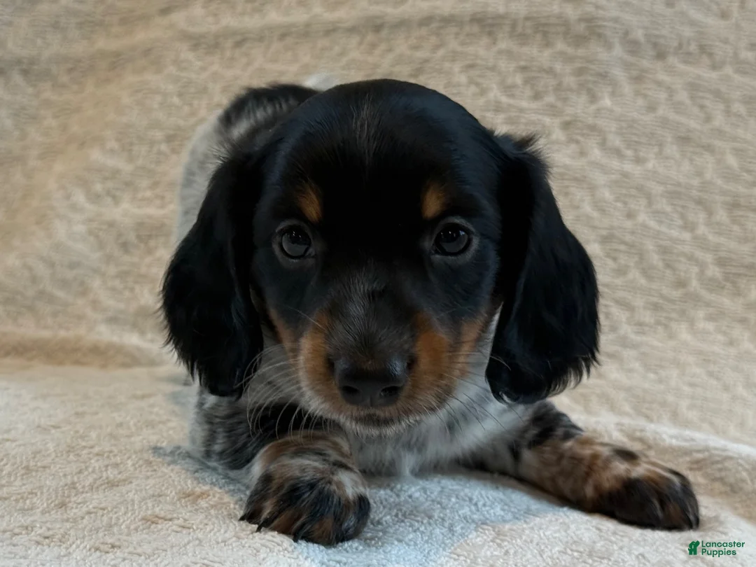 Miniature Dachshund dogs for sale: Asher - Ad 2