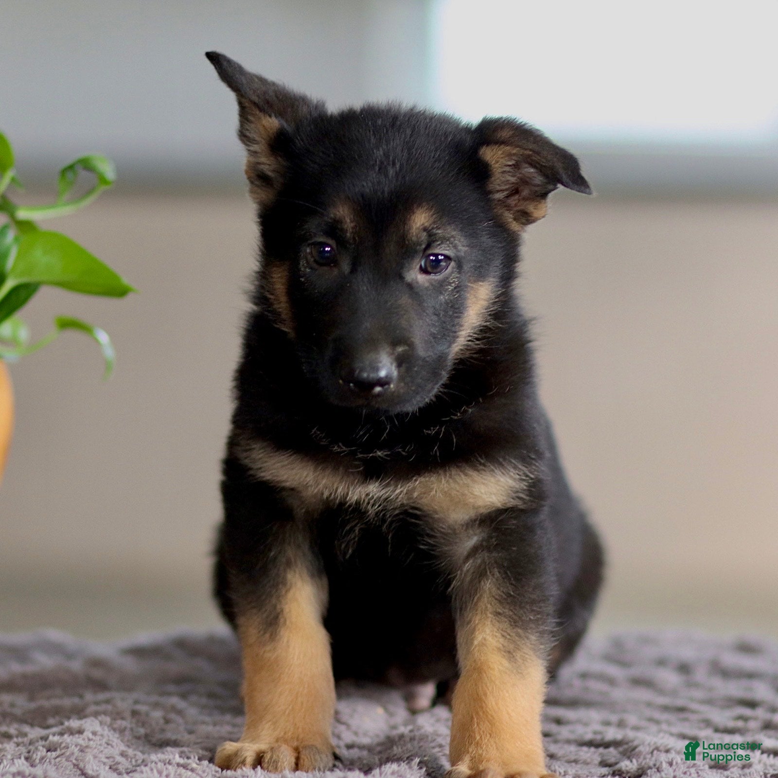 German Shepherd dogs Gribble - Ad 2