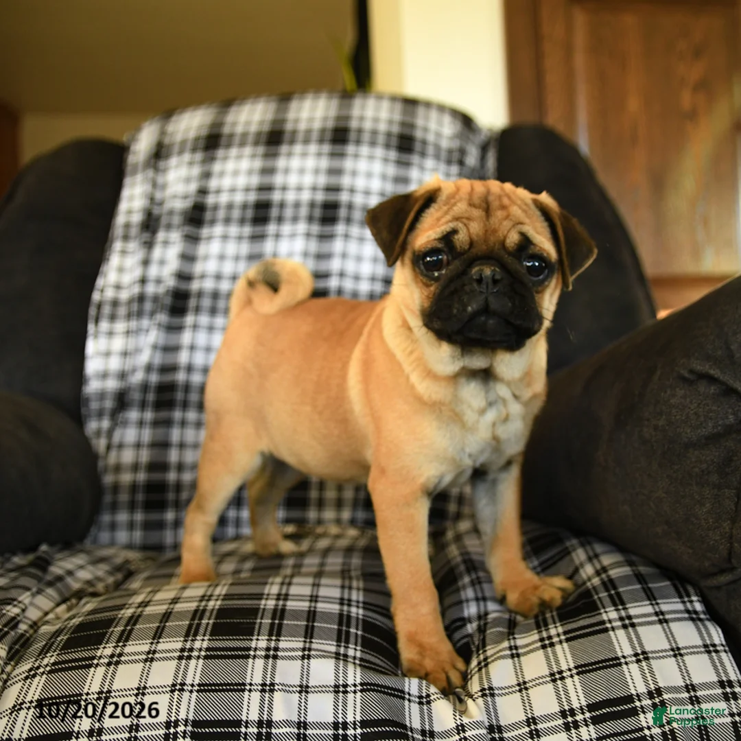 Pug dogs for sale: Rose  - Ad 2