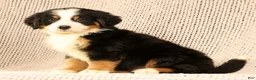 Bernese Mountain Dog dogs for sale: Chase - Ad 8