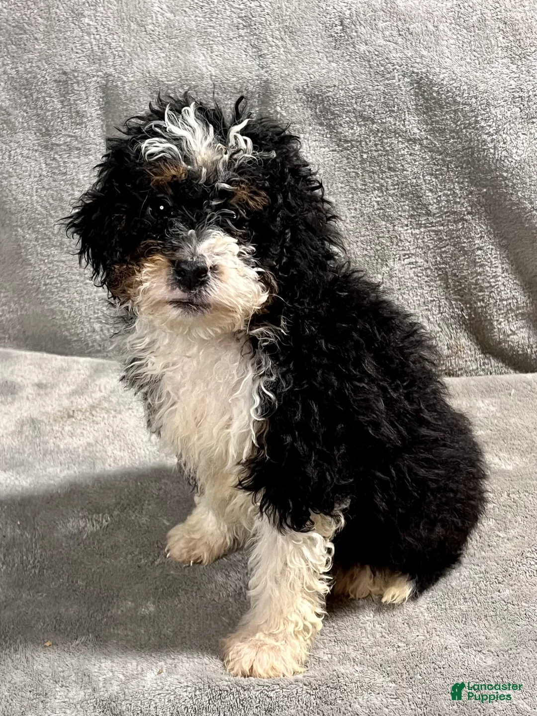 Mini Bernedoodle dogs for sale: Oprah - Ad 1