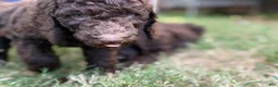Goldendoodle dogs for sale: Blu - Ad 4