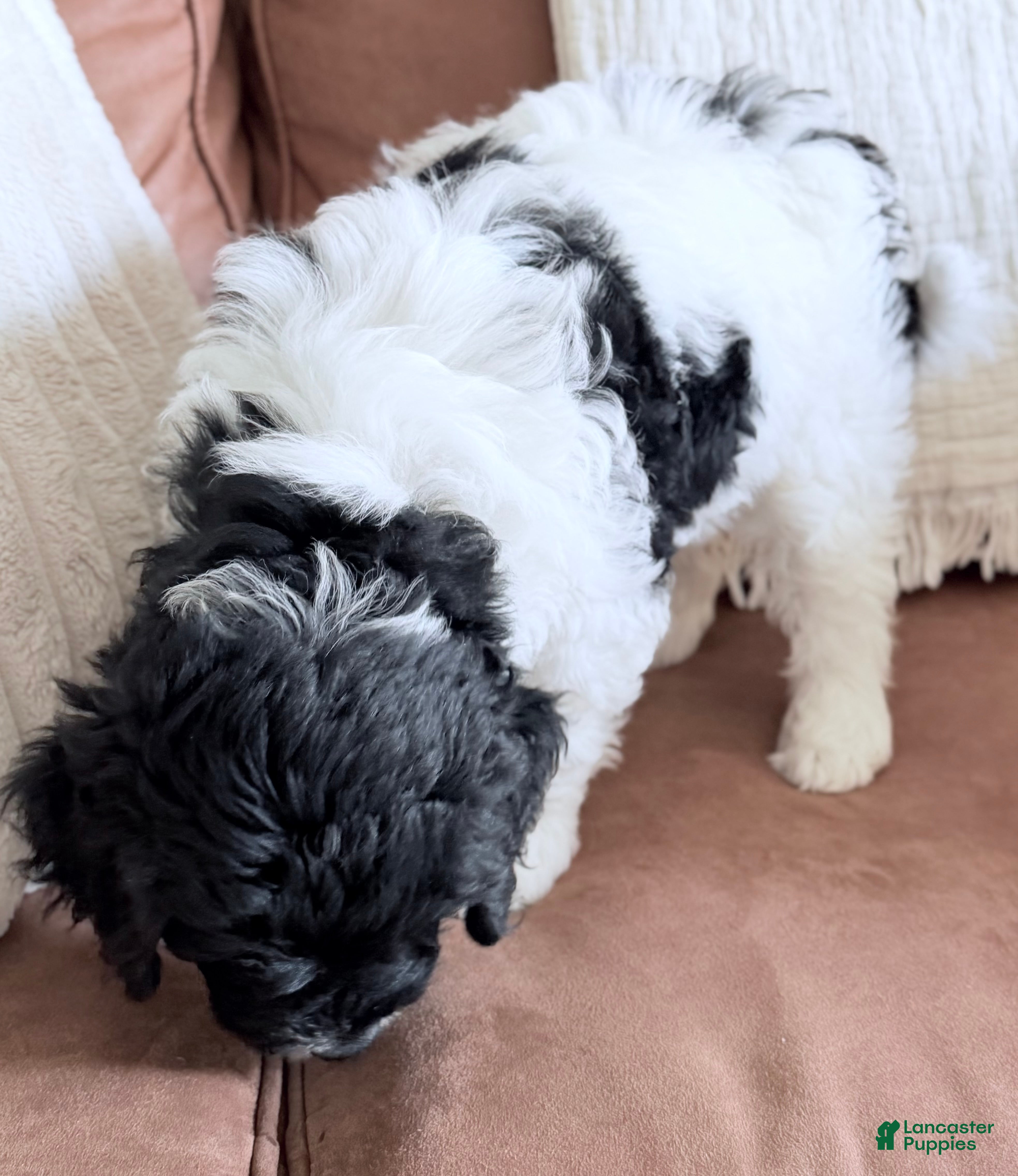 Goldendoodle dogs Binky - Ad 2