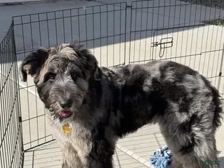 Mixed Breed dogs Mixed Breed Puppy 1 - Ad 22