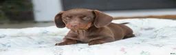 Dachshund dogs for sale: Mocha - Ad 3