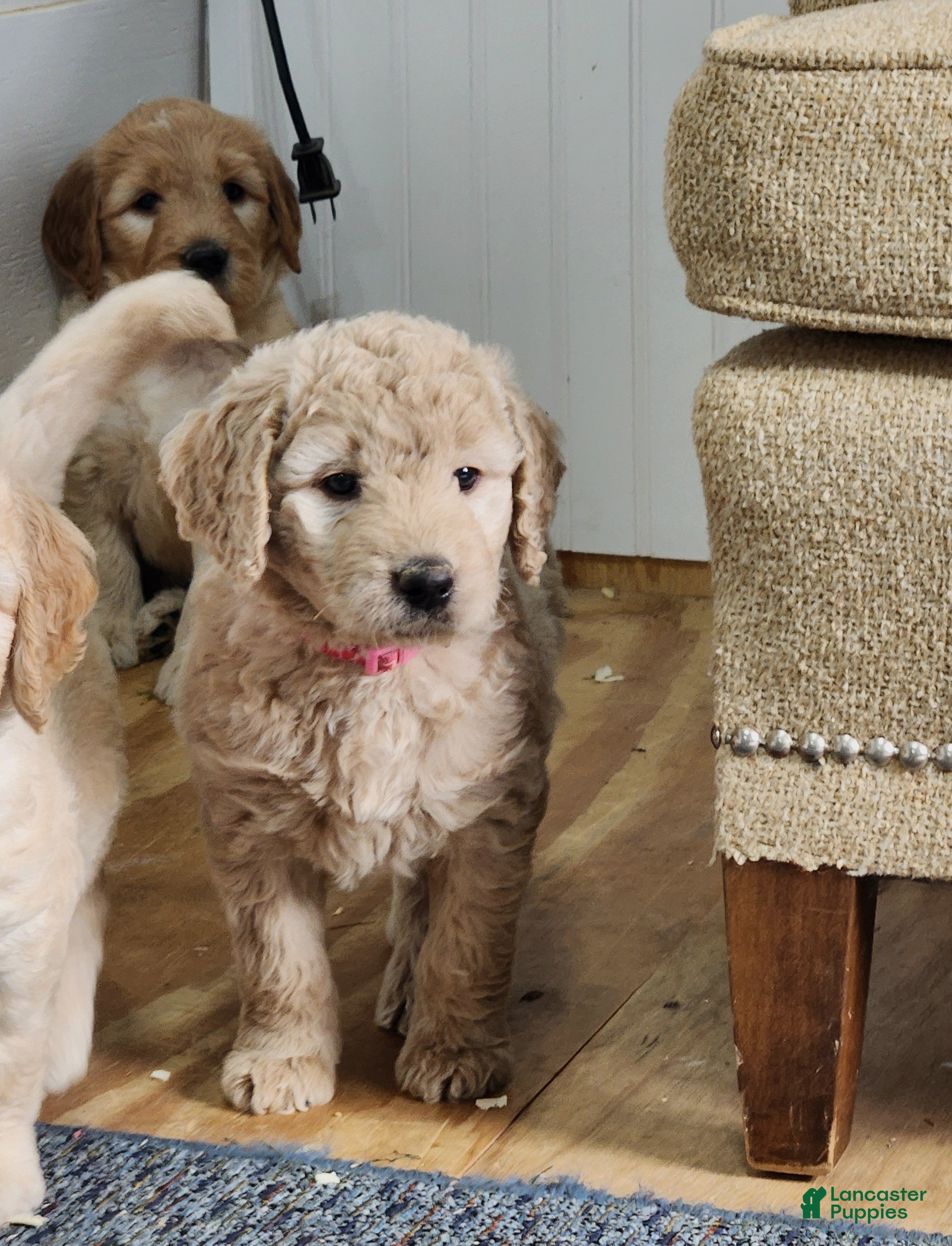 Goldendoodle dogs Mira - Ad 1