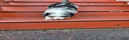 Australian Shepherd dogs for sale: Blue merle female - Ad 5