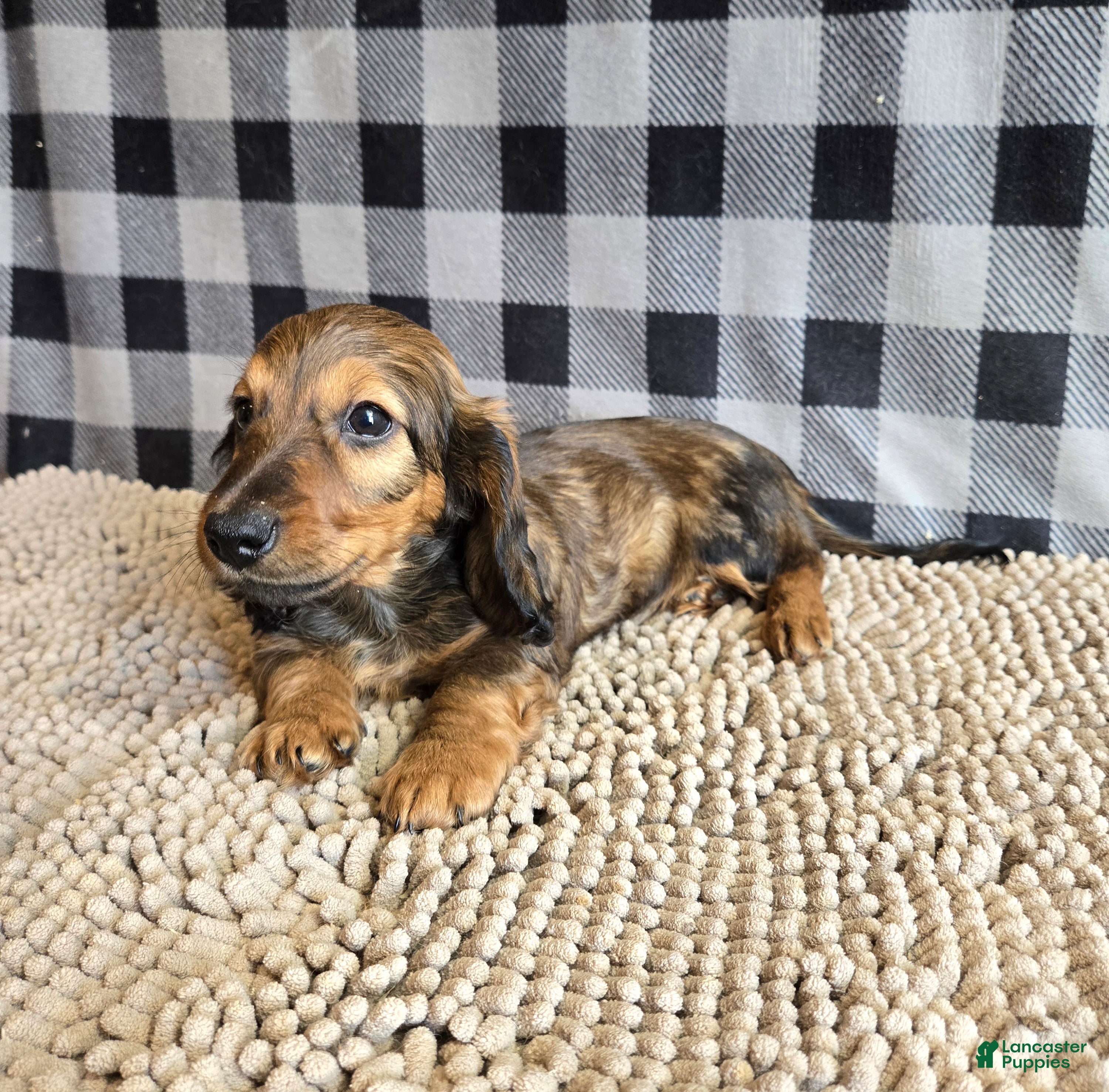 Miniature Dachshund dogs for sale: Tanner - Ad 6