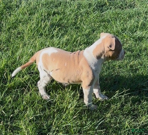 American Bulldog dogs Boy 1 - Ad 2