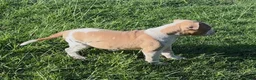 American Bulldog dogs for sale: Boy 1 - Ad 2