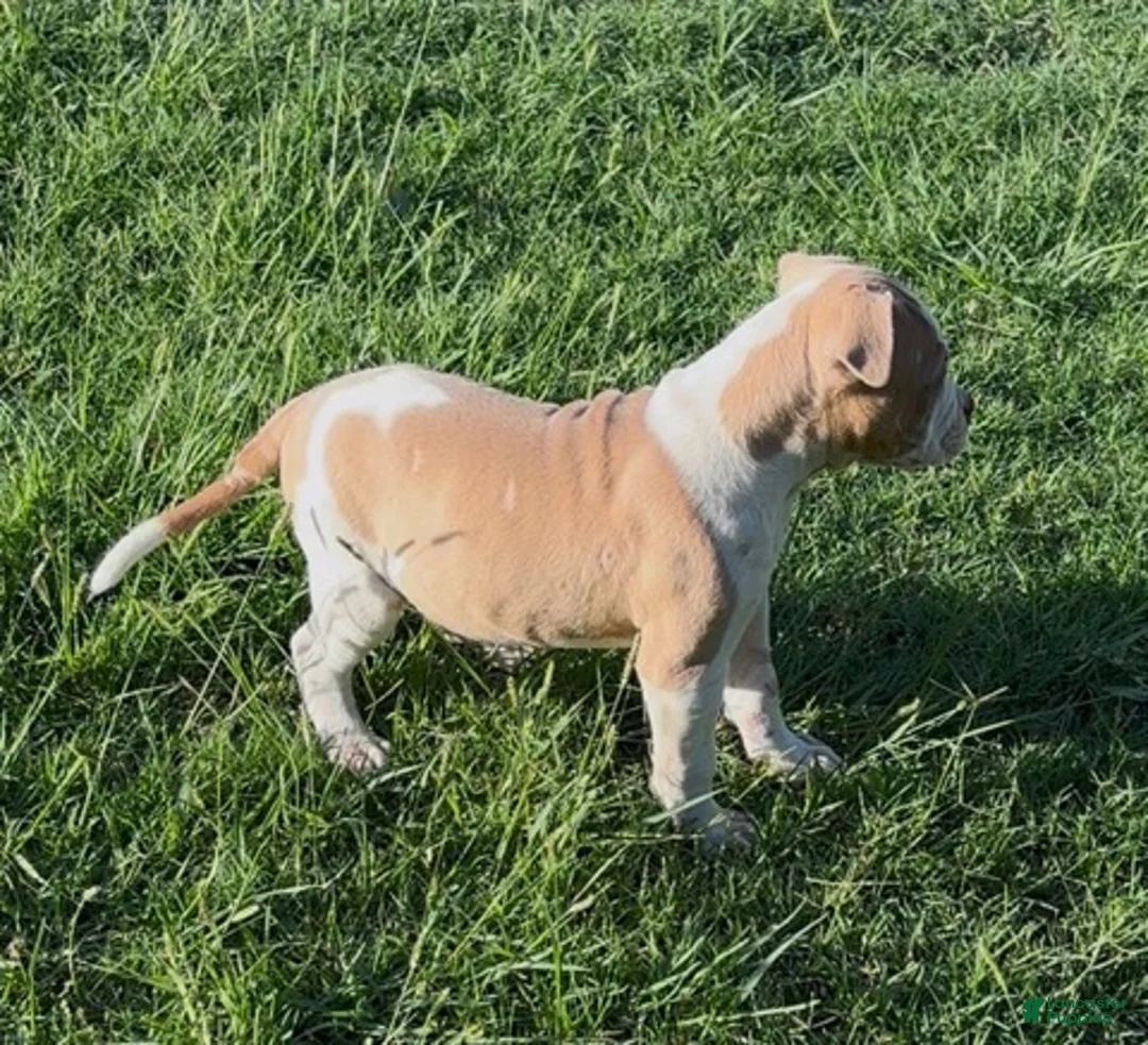 American Bulldog dogs for sale: Boy 1 - Ad 2