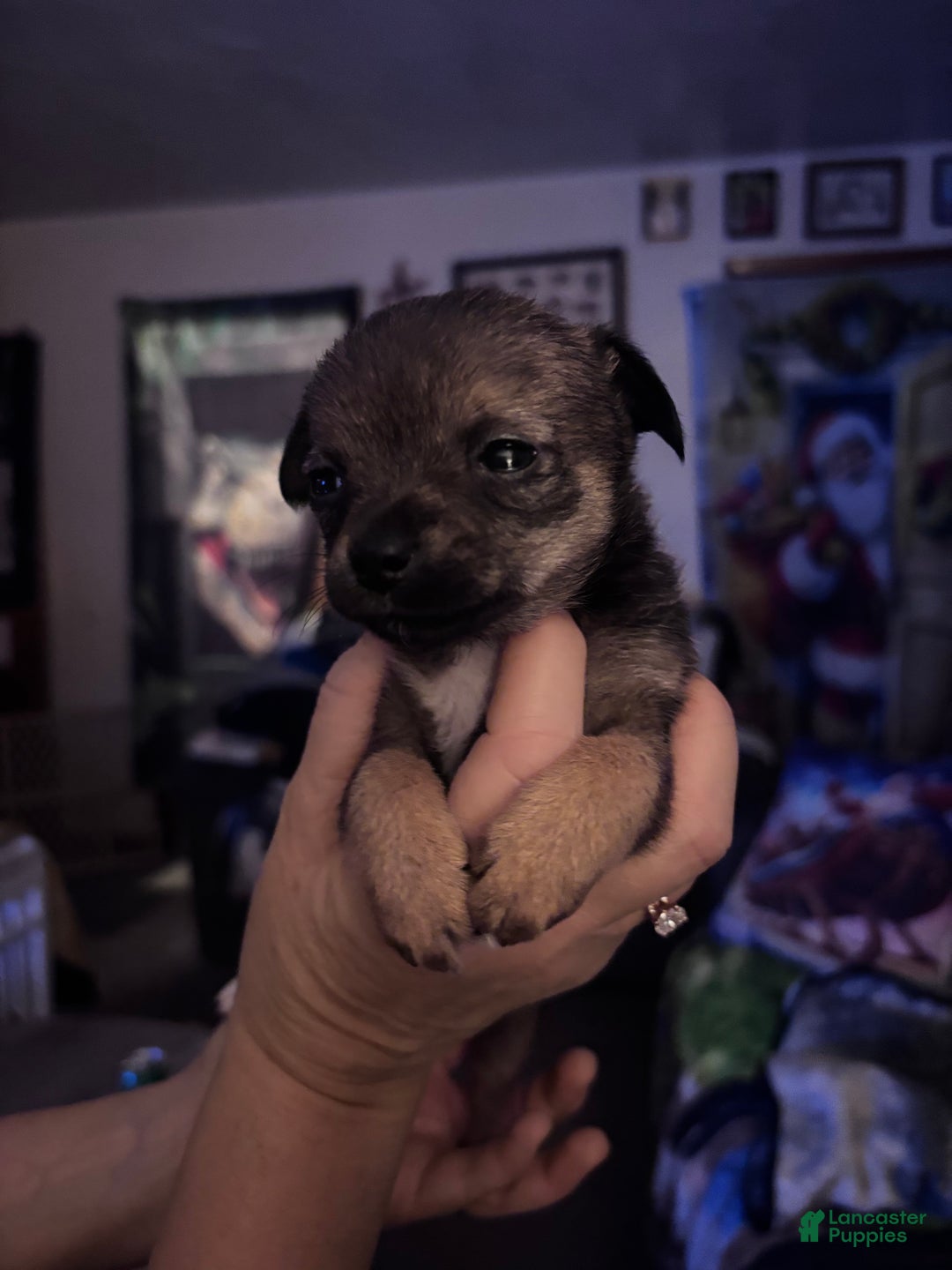 Chihuahua dogs for sale: Chihuahua Puppy 4 - Ad 1