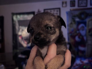 Chihuahua dogs Chihuahua Puppy 4 - Ad 41