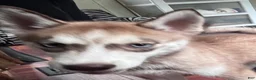 Siberian Husky dogs for sale: Ruby my lady in red - Ad 5